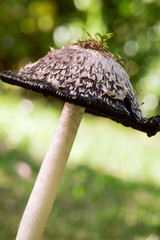 Coprinus comatus