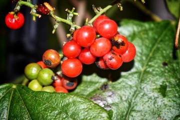 A viburnum plant with berries growing 