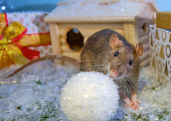 A gray rat near a Christmas tree and a wooden house with gift boxes. Chinese New year 2020. Symbol of 2020. Christmas 2020