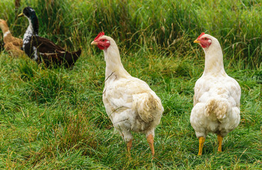 Two white hens are walking on the green grass.Poultry farm. Two white hens are walking on the green grass.