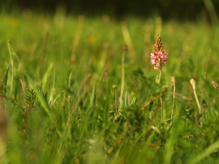 Pink flower Ononis arvensis herbaceous perennial of medical plant in grass on meadow near forest with green leaves and stem at sunset. Blooming spring flower Field Restharrow on garden