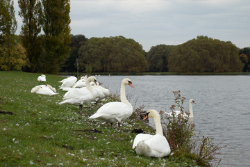 Gruppe weiße Schwäne, die am Ufer eines Sees ruhen