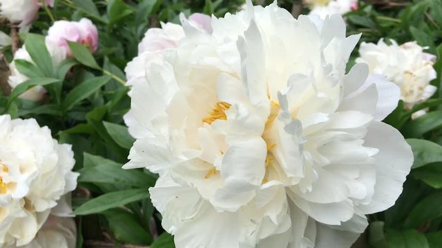 Large white peony flower in bloom