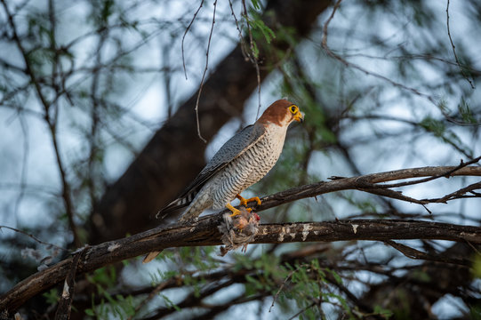 Red necked falcon or Falco chicquera with crested lark kill in claws. Migratory bird Sitting on a tree trunk perch at desert national park, jaisalmer, india