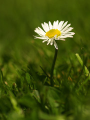 White flower common daisy herbaceous perennial of medical plant in grass on meadow near forest with green leaves and stem at sunset. Blooming spring flower Bellis perennis on garden