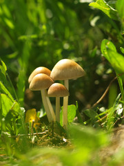 Autumn forest or meadowy mushrooms in grass. Beautiful closeup of forest mushrooms in garden. Gathering mushrooms. Ripe mushroom in green grass. Brown mushrooms. Natural mushroom growing in park.