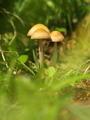 Autumn forest or meadowy mushrooms in grass. Beautiful closeup of forest mushrooms in garden. Gathering mushrooms. Ripe mushroom in green grass. Brown mushrooms. Natural mushroom growing in park.