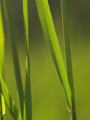 Detail of green grass in the morning sun. Cane, reed leaves, isolated on green background. Blade of grass. Summer flowering grass and green plants in sunshine. © lacodk