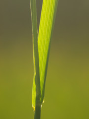 Detail of green grass in the morning sun. Cane, reed leaves, isolated on green background. Blade of grass. Summer flowering grass and green plants in sunshine. © lacodk