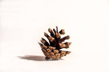 pine cone on white background