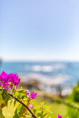 in the foreground is an oriental plant and in the background is the blue sea in beautiful weather.