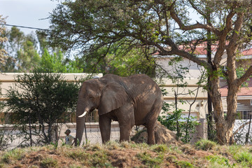 Fototapeta premium Botswana elephant human conflict