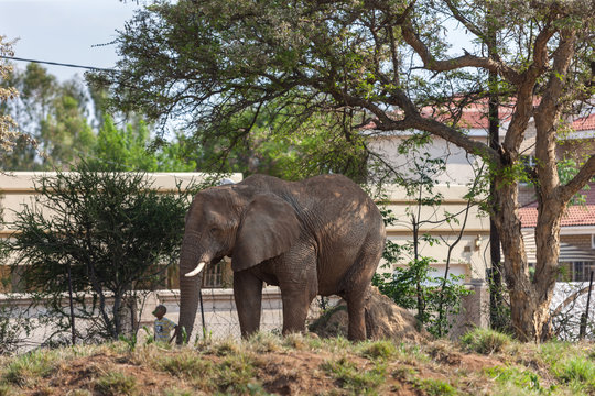 Botswana elephant human conflict