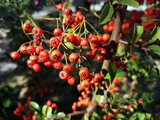 Red autumn berries  - Buisson ardent , Firethorn , Pyracanth,  Buisson ardent, Firethorn, Pyracanth, Scarlet firethorn, Pyracantha