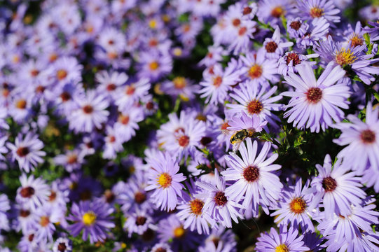 Aster shrub, a lot of small purple autumn flowers, bee collects nectar from the Bush
