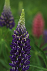 Lupinen Neuseeland