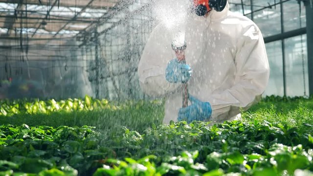 Scientist spraying toxic pesticides, insecticides on crop.