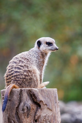 Suricate, sentinelle du désert  mangouste