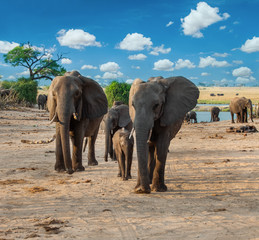 Fototapeta na wymiar Elephants in the bush
