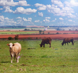cowscape