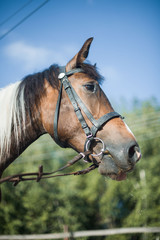 Horseman on horseback, ranch, horse farm. Golop, riding lessons.