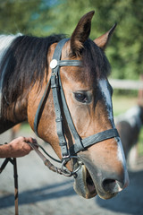 Fototapeta premium Horseman on horseback, ranch, horse farm. Golop, riding lessons.