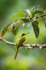 Galbula ruficauda or Rufous-tailed jacamar The bird is perched on the branch nice natural environment of wildlife of Trinidad and Tobago