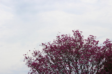 aa
