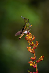 Obraz premium The Hummingbird is sitting on the beautiful red flower in the rain forest. Flying Buff-tailed Coronet, Boissonneaua flavescens with nice colorful background. ..