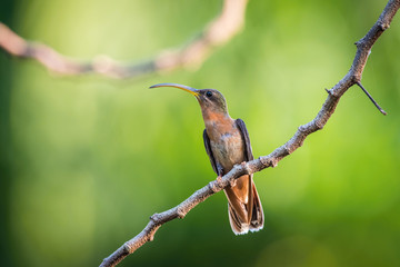 Rufous-breasted hermit or Glaucis hirsutus The Hummingbird is sitting on the branch in the rain...