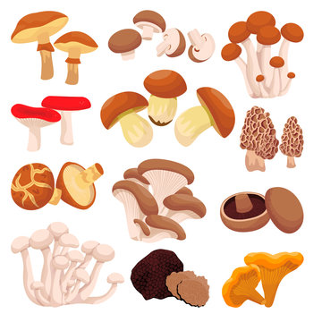 Mushrooms collection, isolated on white background. Vector flat cartoon illustration. Food ingredients design elements