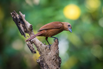 Tachyphonus rufus or White-lined tanager The bird is perched on the branch nice natural environment of wildlife Trinidad and Tobago..