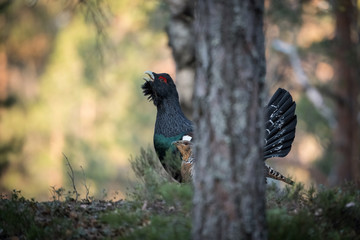 The Western Capercaillie Tetrao urogallus also known as the Wood Grouse Heather Cock or just Capercaillie in the forest is showing off during their lekking season They are in the typical habitat..