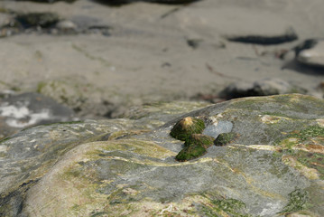 Patella vulgata, colloquially known as common barnacle, is an edible species of sea snail, a typical barnacle, a gastropod mollusk of the Patellidae family.