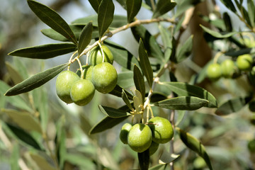 Close up of sunny olive branches with olives. Sunny blurred branches and leaves in the background. Autumn in Provence in France.