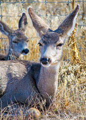 Whitetail Deer mother and fawn 