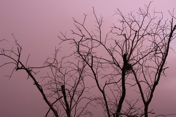 aa