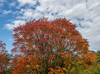 Herbstliche Farben der Blätter des Götterbaums