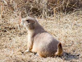 Black-Tailed Prairie Dog (Cynomys ludovicianus)