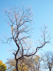 fall trees & leaves