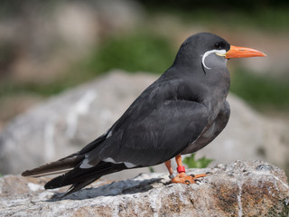 Nahaufnahme Seeschwalbe, Sternidae