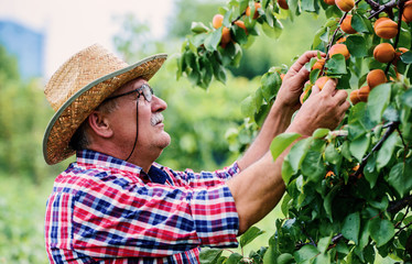 Orcharding. Farmer picking apricots. Hobbies and leisure, agricultural concept