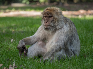 Berberaffe sitzt im Gras, Magot