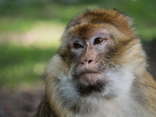 Portrait eines Berberaffen