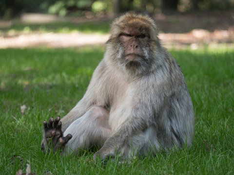 Berberaffe sitzt im Gras und guckt brummig, Magot, Macaca sylvanus