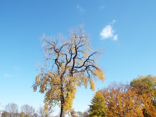 Fototapeta premium fall trees & leaves