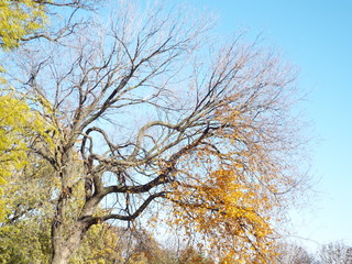 fall trees & leaves