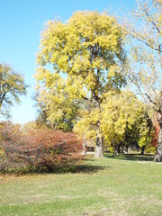 fall trees & leaves