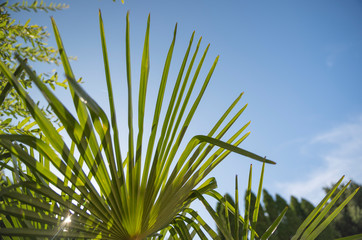 Szorstkowiec Fortunego (Trachycarpus fortunei)