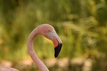 Fototapeta premium Elegant flamingo with green background
